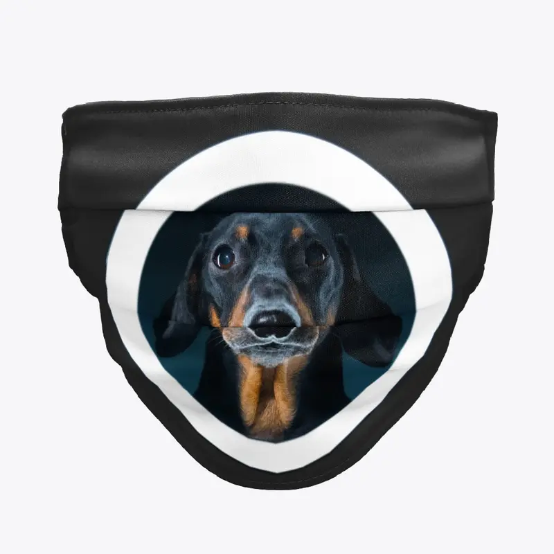 Doxie Din - not just a dachshund