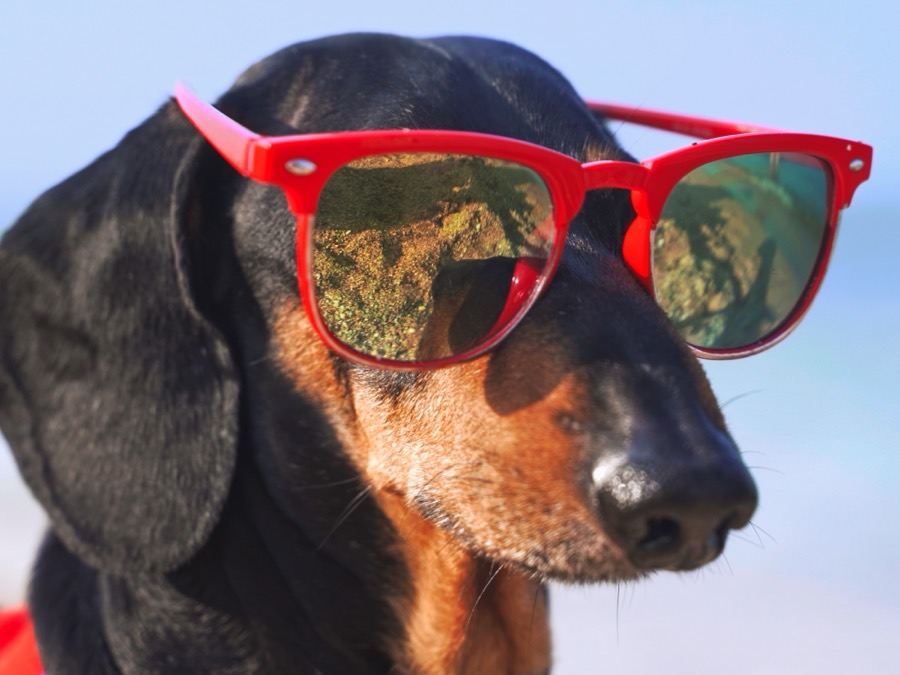 Doxie Din in red sunglasses