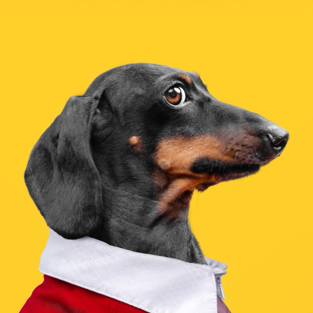 Puppy Jay in a white collar and red top, on a yellow background