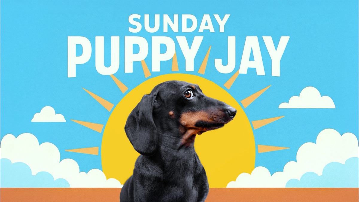 Sunday Puppy Jay