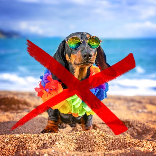 No Dogs Allowed!
