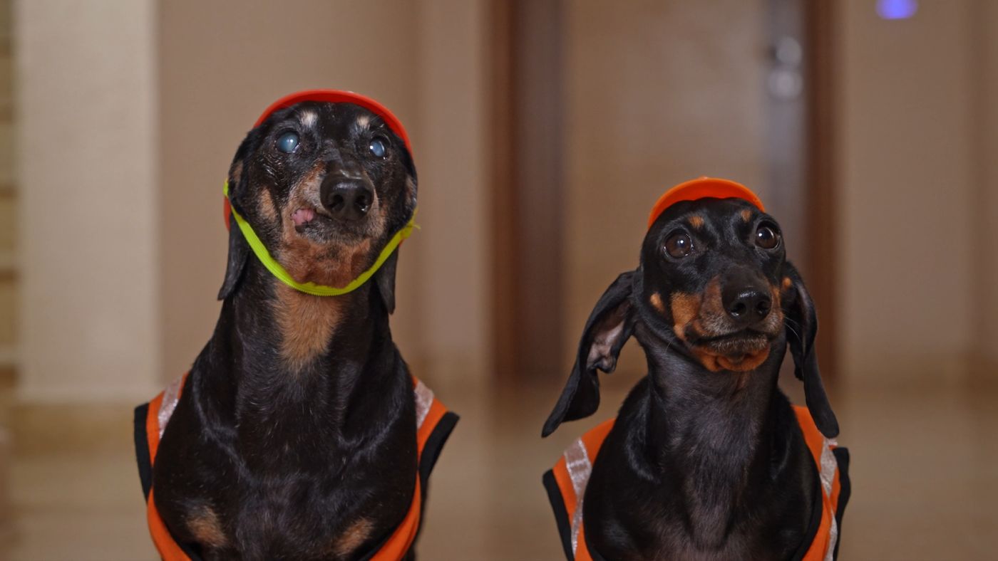 The Pawperty Brothers