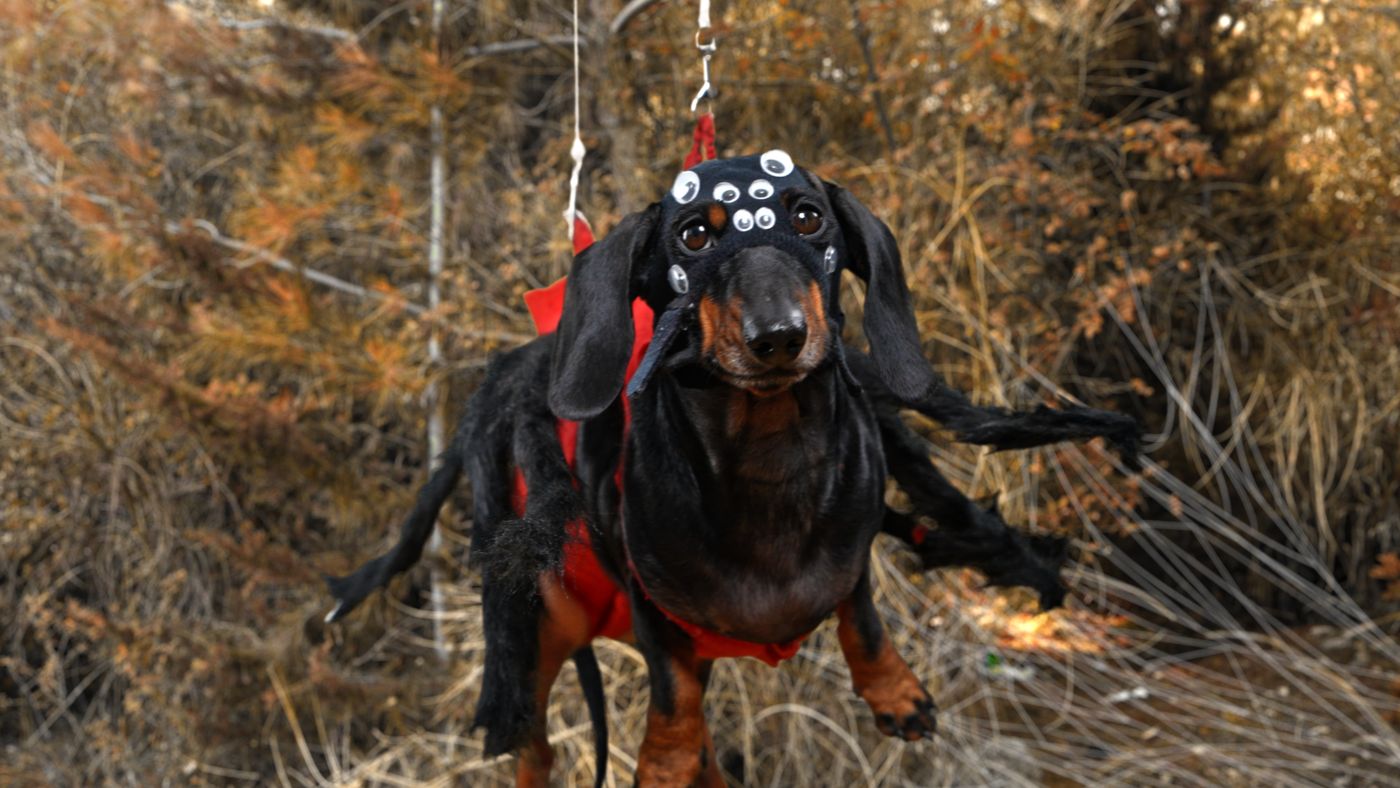 Pawrantula