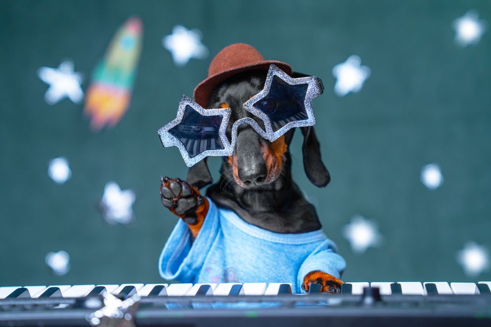 Puppy Jay ao teclado com óculos de sol em forma de estrela