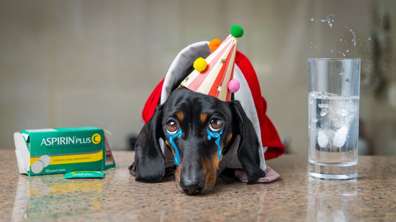 My Puppy Realized He’s a Total Failure at 6 Years Old!